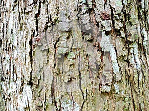 Durian tree bark pattern background.