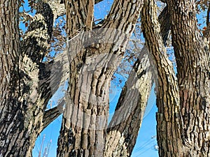 Tree bark textured against blue sky