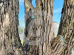 Tree bark textured against blue sky