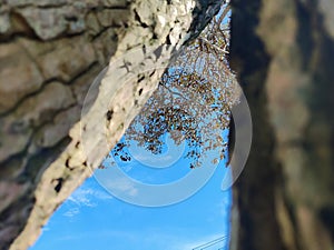 Tree bark textured against blue sky