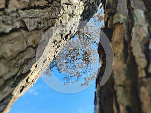 Tree bark textured against blue sky
