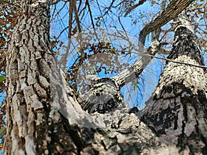 Tree bark textured against blue sky