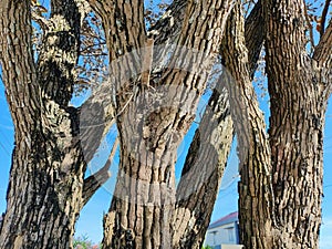 Tree bark textured against blue sky
