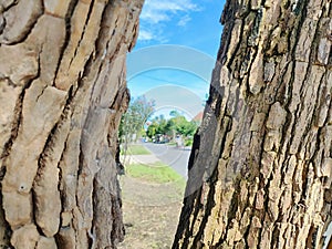Tree bark textured against blue sky
