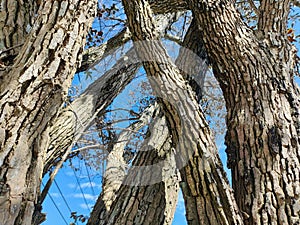 Tree bark textured against blue sky