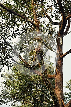 Durian tree condition in commercial orchard, epiphyte grow on stem and branch