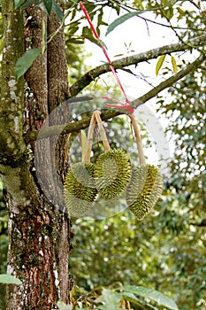 Durian tree