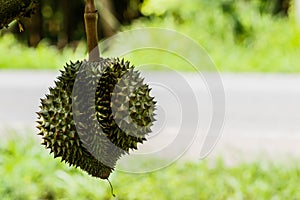 Durian tree in the farm fruit.