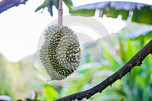 Durian tree, Fresh durian fruit on tree