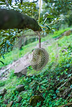 Durian tree, Fresh durian fruit on tree