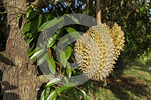 Durian tree, Fresh durian fruit on tree, Durians are the king of fruits, Tropical of asian fruit