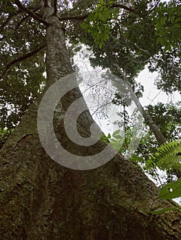 Durian tree that has been big and tall for decades, Sukarmi, North Bengkulu, Indonesia