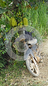 durian tree in kampot in cambodia