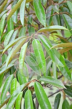 Durian tree.