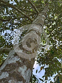 Durian tree the log