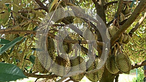 A Durian Tree with a lot of fruit