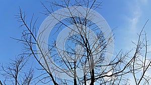 Durian trees die perennial on a clear sky background, with blue and white clouds as big