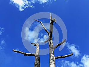 Durian trees die perennial on a clear sky background, with blue and white clouds as big