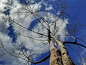 Durian trees die perennial on a clear sky background, with blue and white clouds as big