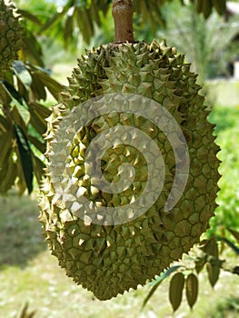 Durian - tropical fruit