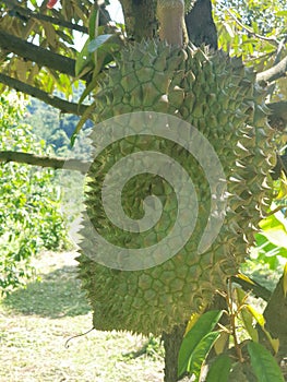 Durian - tropical fruit