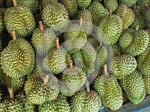 Durian tropical fruit