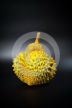 Durian tropical fruit on black background
