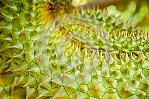 Durian tropical fruit on durian tree plant in garden .