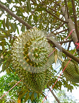 Durian tropical fruit on durian tree plant in garden .