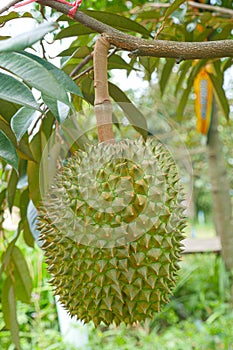 Durian tropical fruit on durian tree plant in garden .