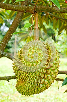 Durian tropical fruit on durian tree plant in garden .