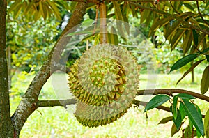 Durian tropical fruit on durian tree plant in garden .