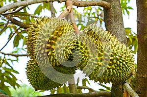 Durian tropical fruit on durian tree plant in garden .