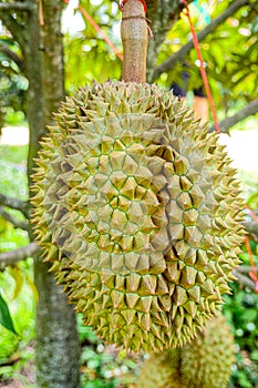 Durian tropical fruit on durian tree plant in garden .