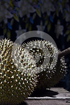 Durian Tropical Fruit Durio isolated on dark background. landscape