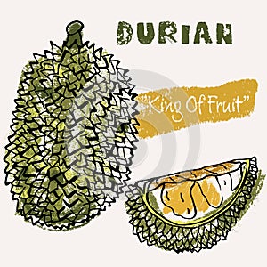 Durian tropical fruit line art and color hand-drawn vector illustration. Rough crayon strokes doodle in an expressive loose