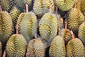 Durian tropical fruit on texture background sale in the fruit market