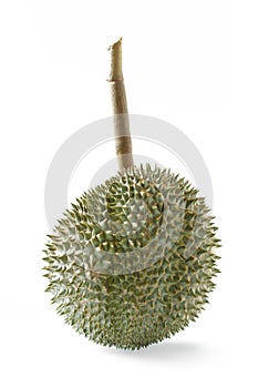 Durian tropical fruit on white background