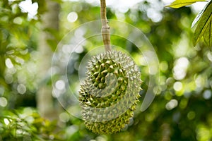 Durian was honored to be the king of fruit