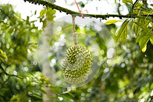 Durian was honored to be the king of fruit