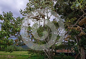 Durians at Bario, Sarawak, Malaysia photo