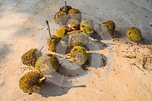 Durians exposing to the sun