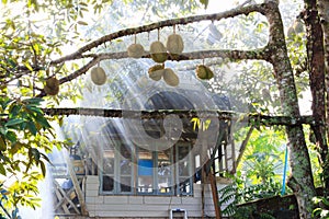 Durians Garden With Cottage