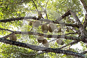 Durians In The Garden
