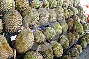 Durians King of Fruits