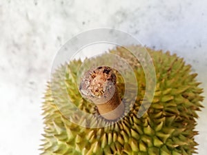 Durian, the famous fruit of Thailand