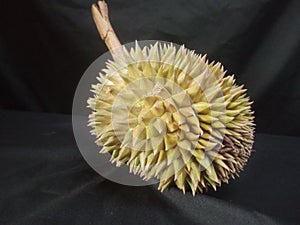 Durio zibethinus or durian fruits close-up