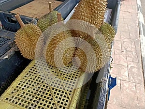 Durio zibethinus or durian fruits close-up in a stall for sale