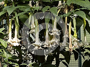 Durman flowers hanging down as a tummet