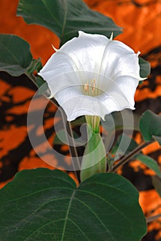 Durman indian datura innoxia flower
